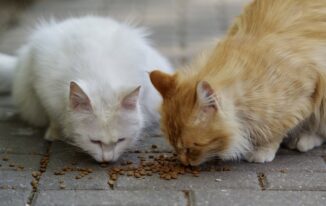 Quels sont les mauvais aliments pour les chats